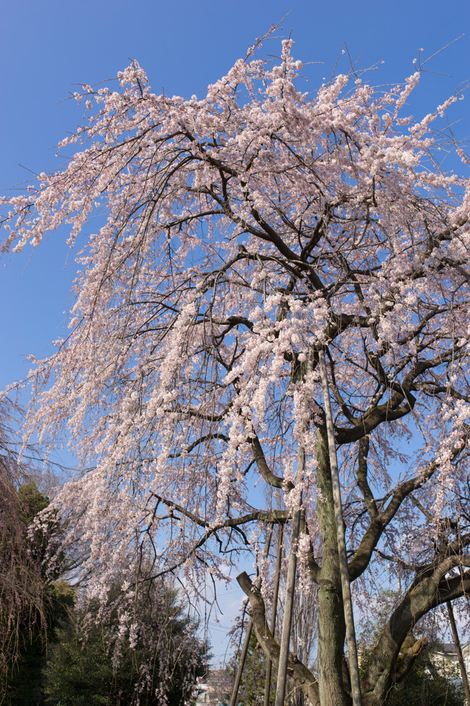 Sakura in the blue.