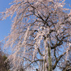 Sakura in the blue.