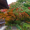 紅葉庭園
