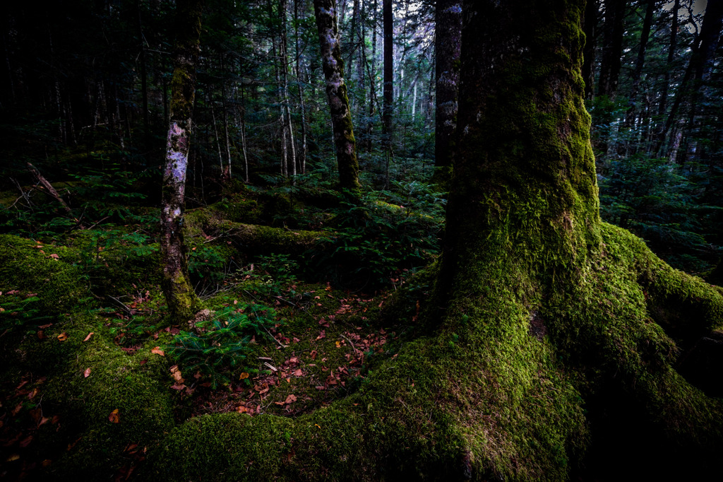 木霊の住む森