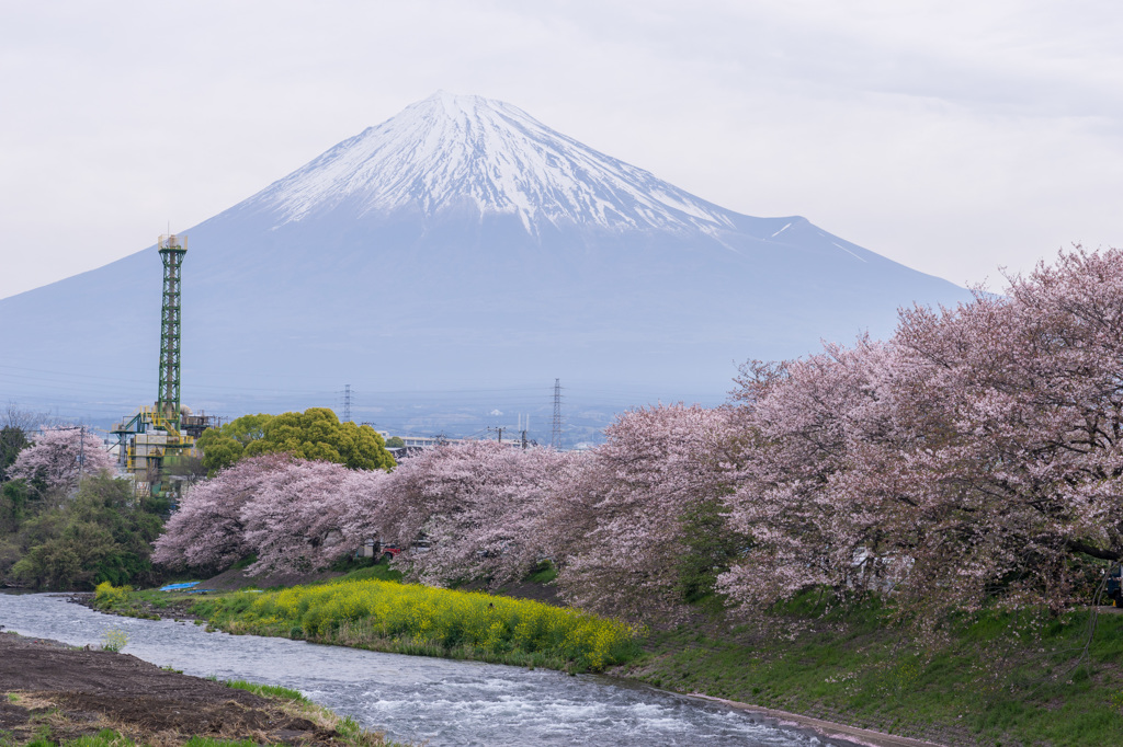 Mt.Fuji in spring.