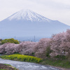 Mt.Fuji in spring.