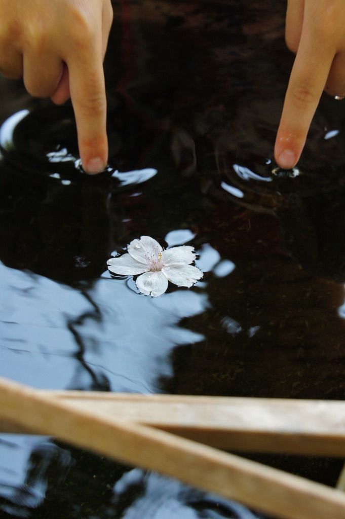 水面と花びら５