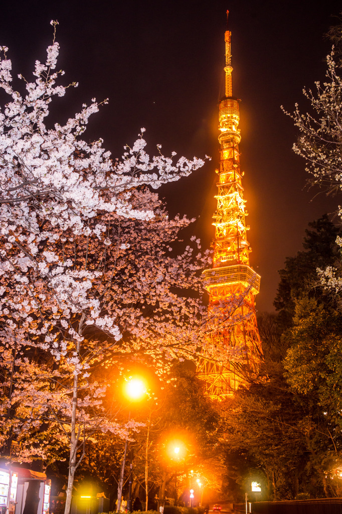 Sakura便り from Tokyo #4