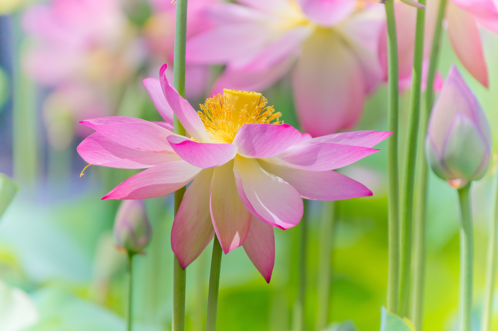 夢幻～大賀蓮