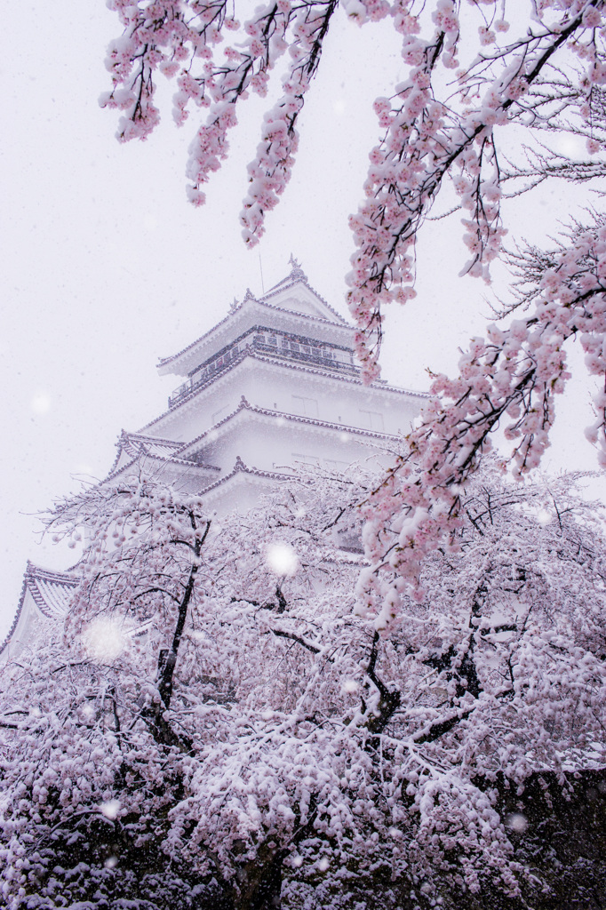 雪桜と鶴ケ城