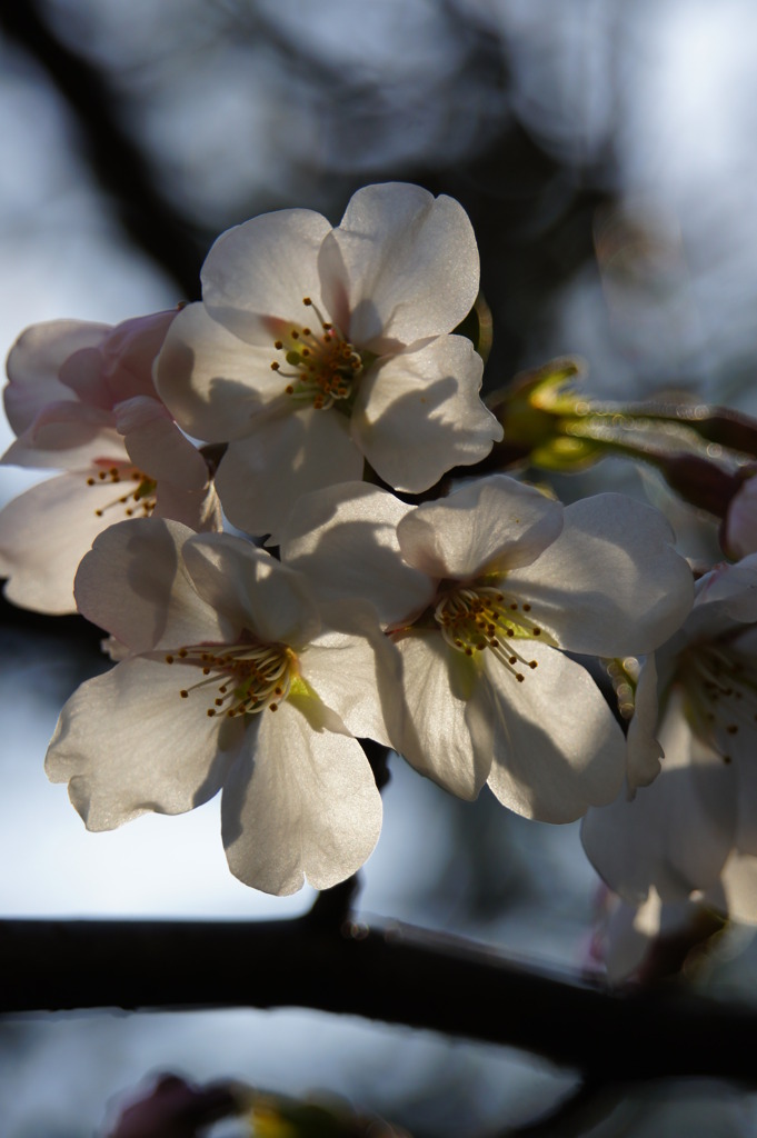 桜