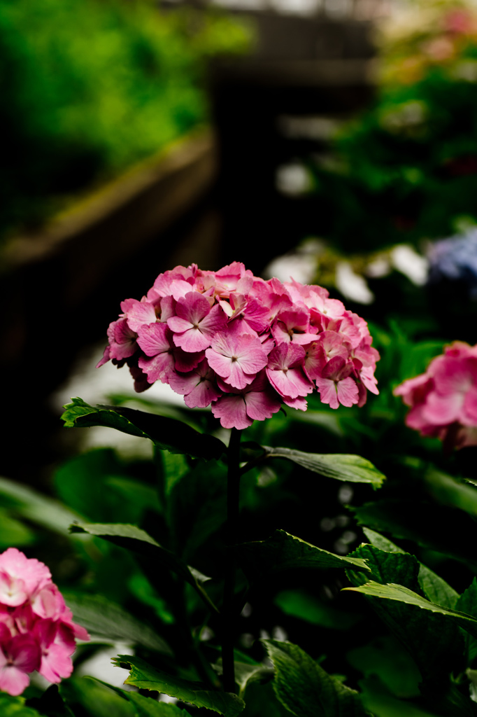 水辺の華