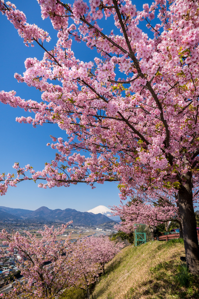 富士を望み、春うらら。。