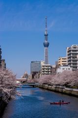 Sakura便り from Tokyo #5