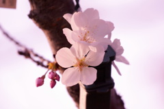 カリフォルニアの桜４