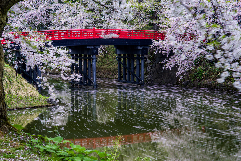 桜の流れ