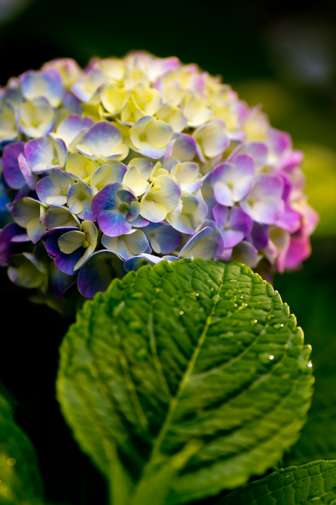 雨上がりの紫陽花２