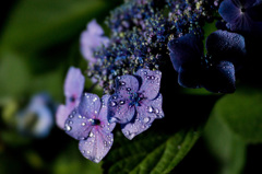 紫陽花Jewel