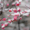 雪見梅