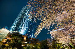 都会の夜桜