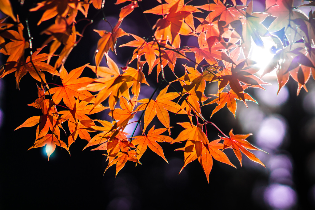 紅葉ライトアップ