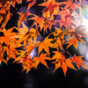 紅葉ライトアップ