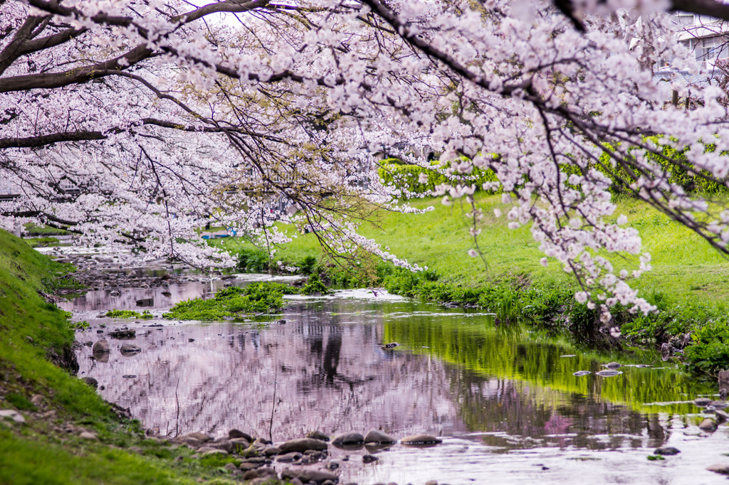 春色、水鏡。