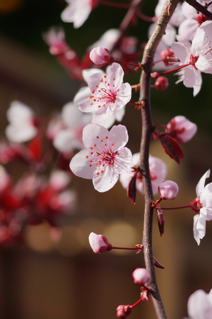カリフォルニアの桜２