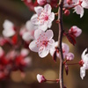 カリフォルニアの桜２