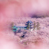 桜雲上の城址
