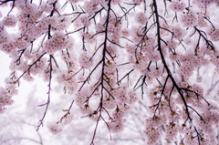 季節外れの、雪見桜