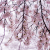 季節外れの、雪見桜