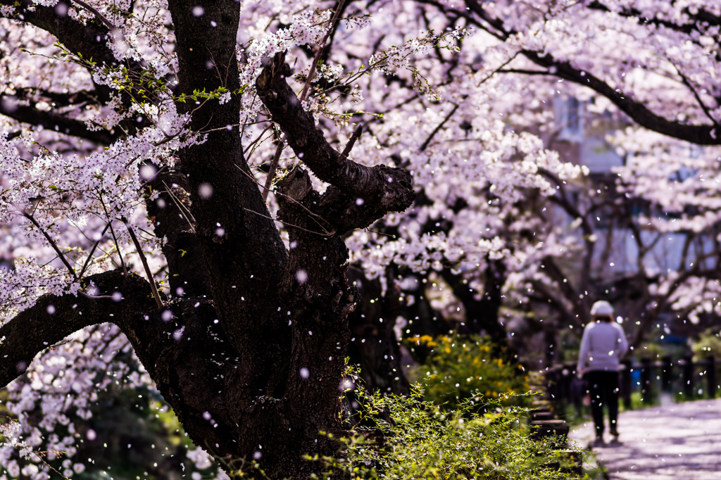 桜吹雪