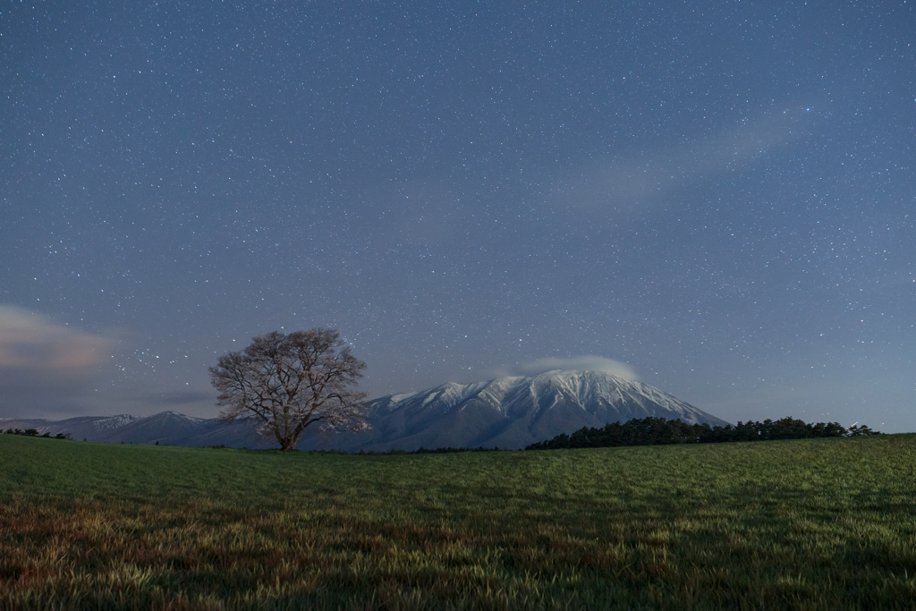 星降る夜の、一本桜