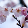 桜 with 水滴３