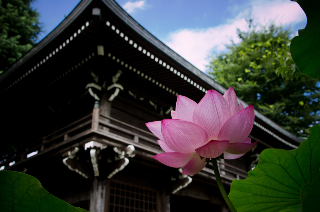 境内の女神