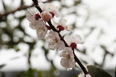 桜 with 水滴５