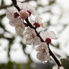 桜 with 水滴５