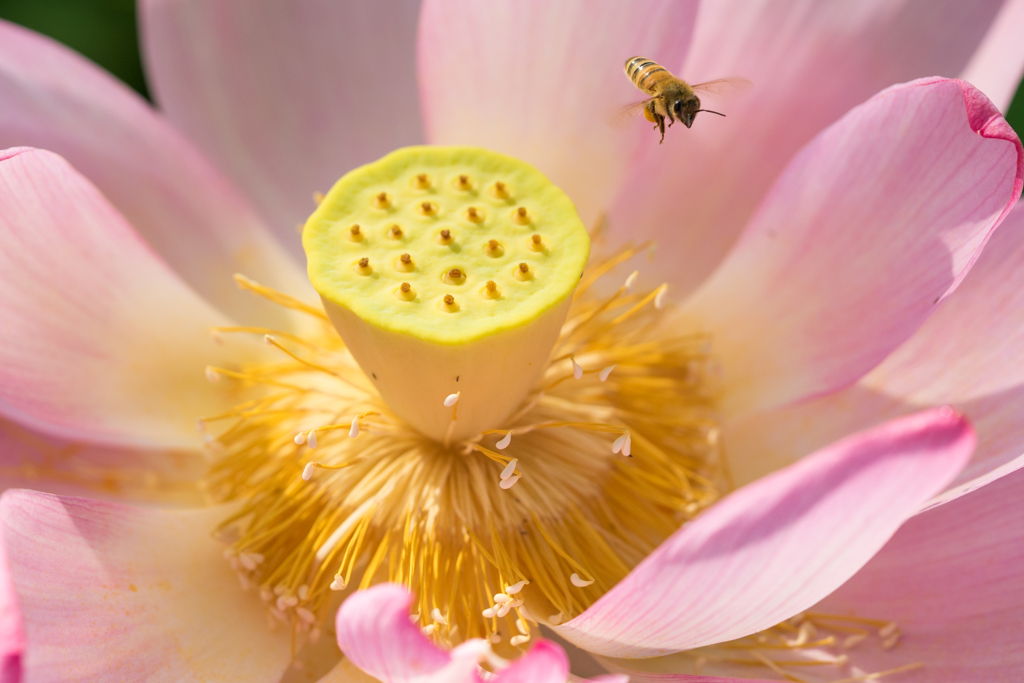 Lotus with bee.