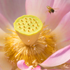 Lotus with bee.