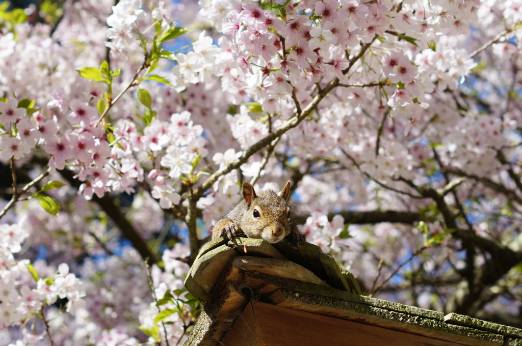 カリフォルニアの桜３