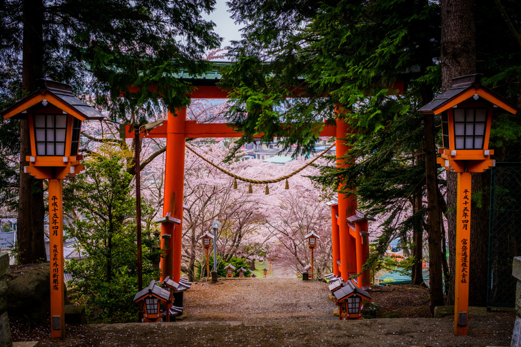 桜のパワースポット