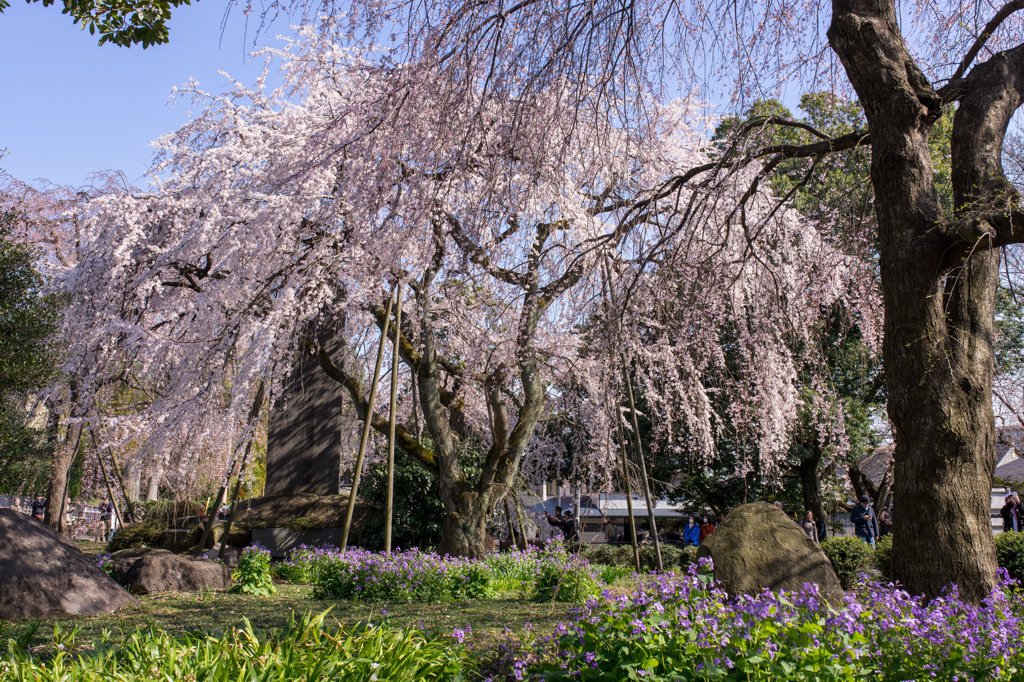 Sakura in the blue #2.