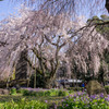 Sakura in the blue #2.