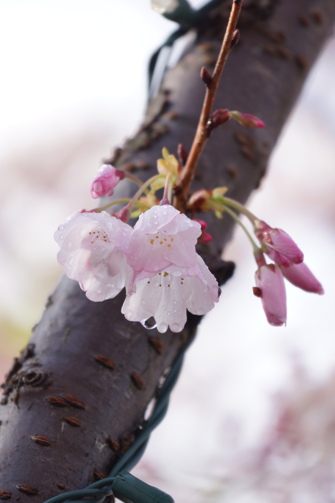 桜 with 水滴４