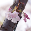 桜 with 水滴４