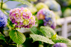 雨上がりの紫陽花１