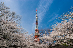 Sakura便り from Tokyo #1