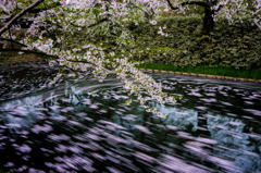 桜の流れ#2