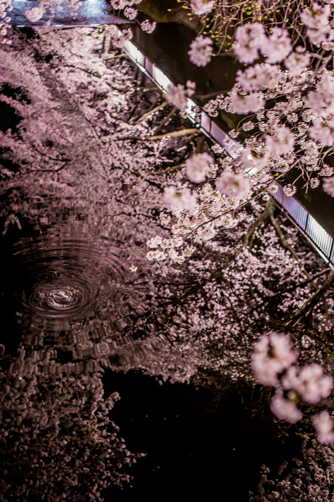 夜桜に、ひと雫。