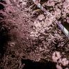 夜桜に、ひと雫。