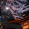 月見桜