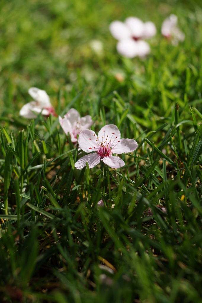 カリフォルニアの桜１
