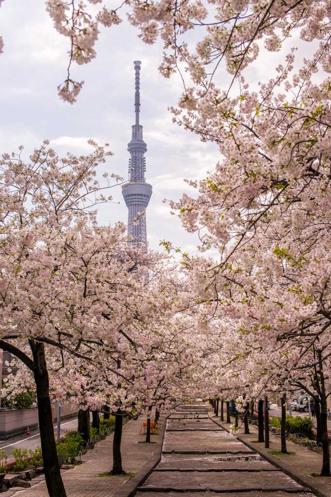 Sakura便り from Tokyo #3